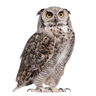 younikat Fensterbilder Tiere Vögel I Eule