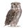 younikat Fensterbilder Tiere Vögel I Eule