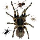 Fensterbild Spinne I realistisch I statisch haftend