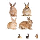 Fensterbilder Hasen Kaninchen wiederablösbar