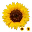 Sonnenblume Aufkleber Verschiedene Größen
