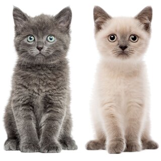 Katzenbabies - Grau & Braun