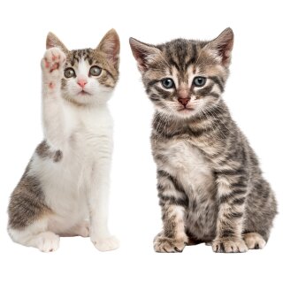 Katzenbabies - Braun & Weiß