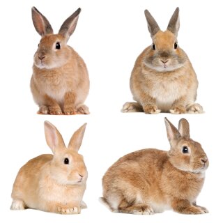 Set mit 4 Kaninchen