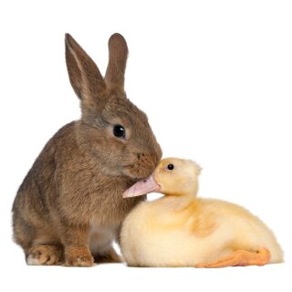 Kaninchen mit Ente